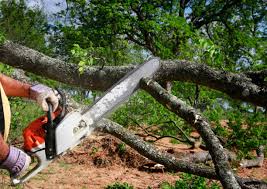 How Our Tree Care Process Works  in  Harwich Center, MA